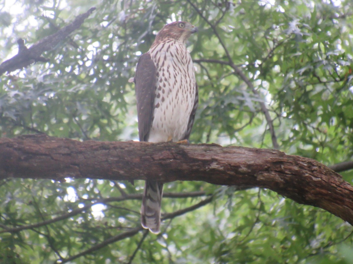 Cooper's Hawk - ML482143811