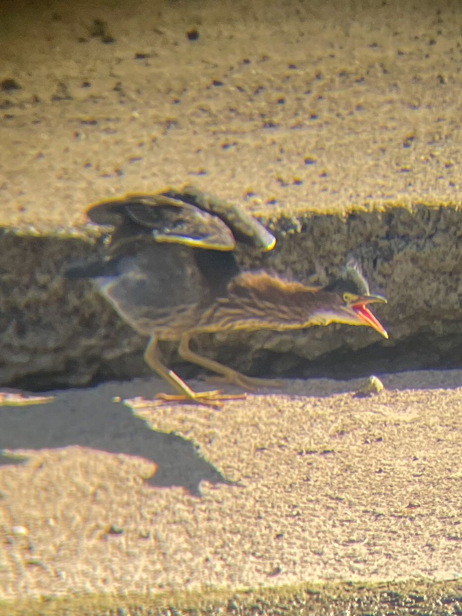 Green Heron - ML482146341