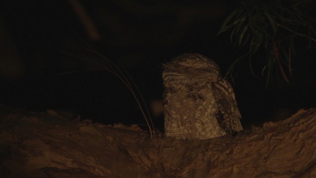 Papuan Frogmouth - ML482147