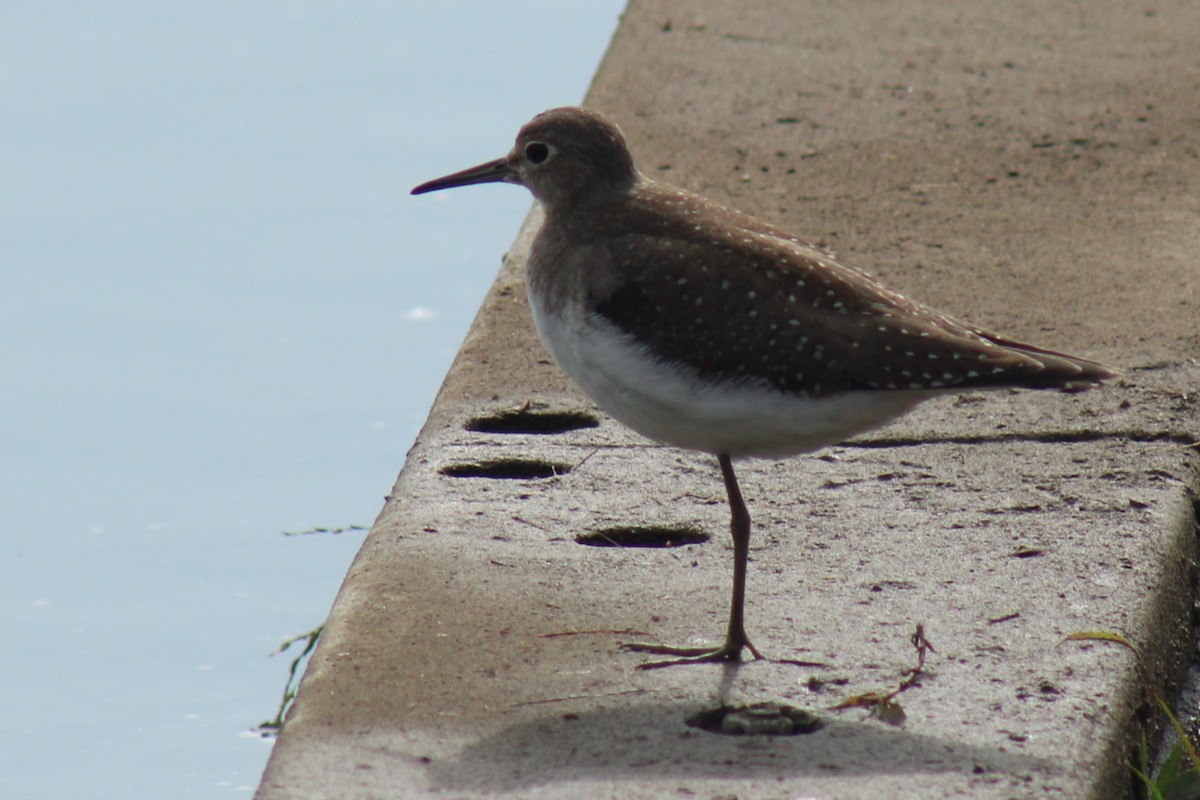 Solitary Sandpiper - ML482147331