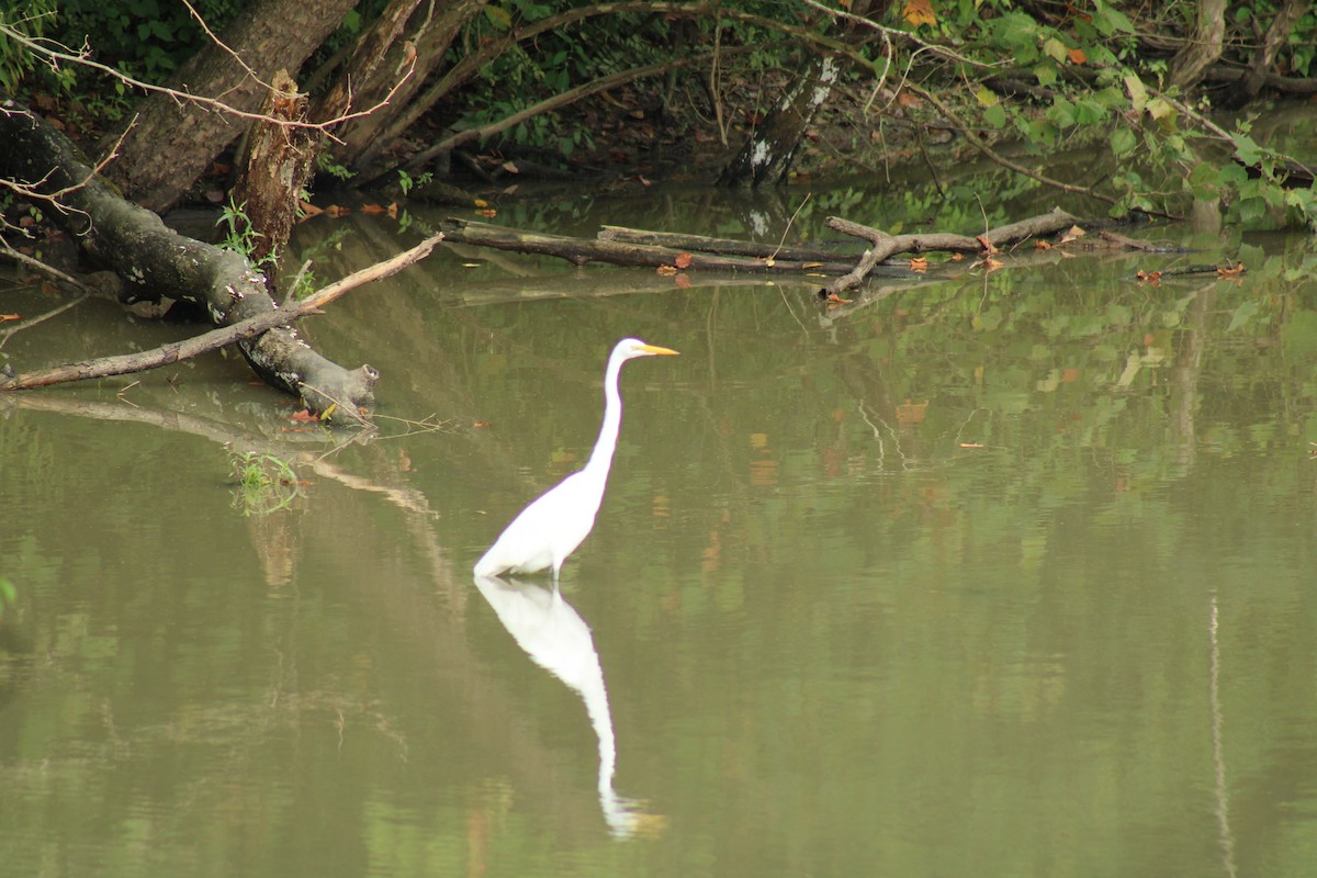 Great Egret - ML482147451