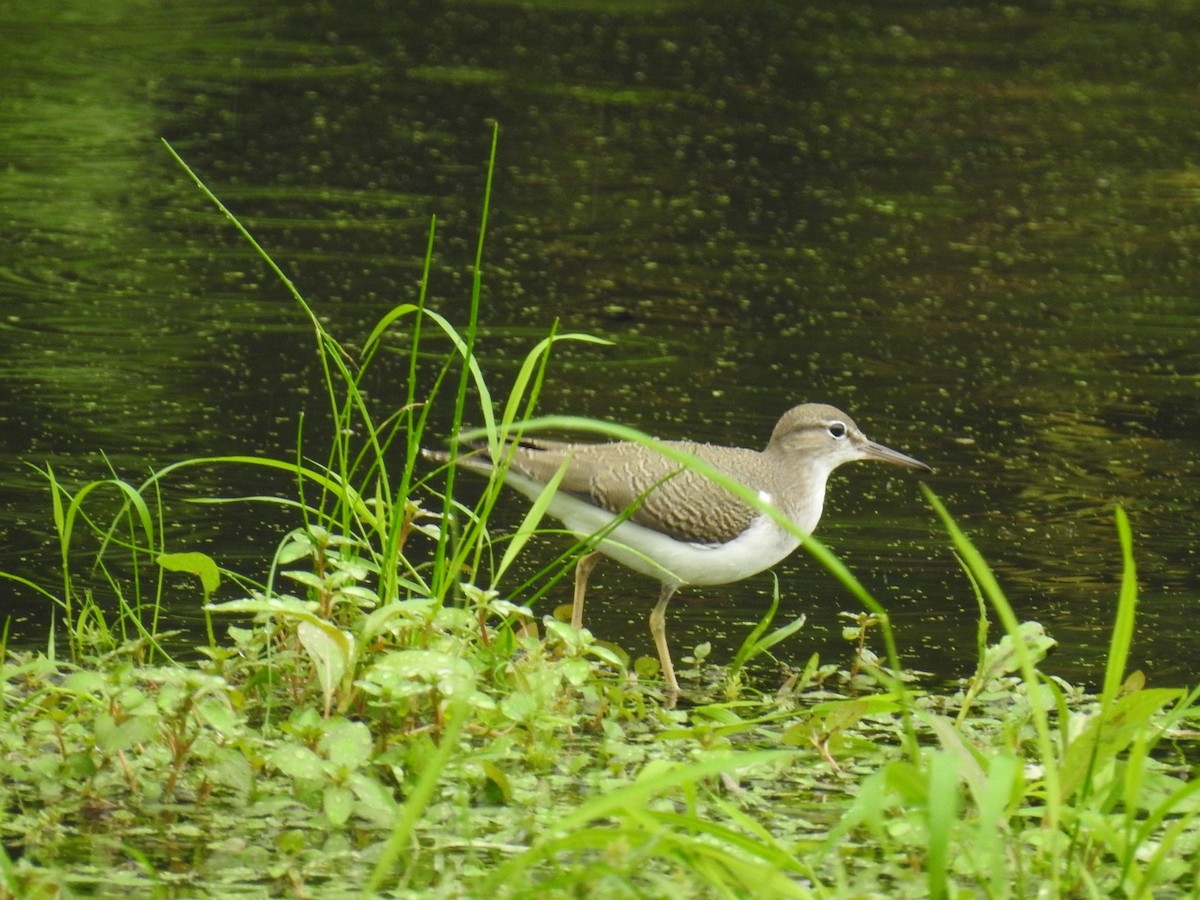 Spotted Sandpiper - ML482147821