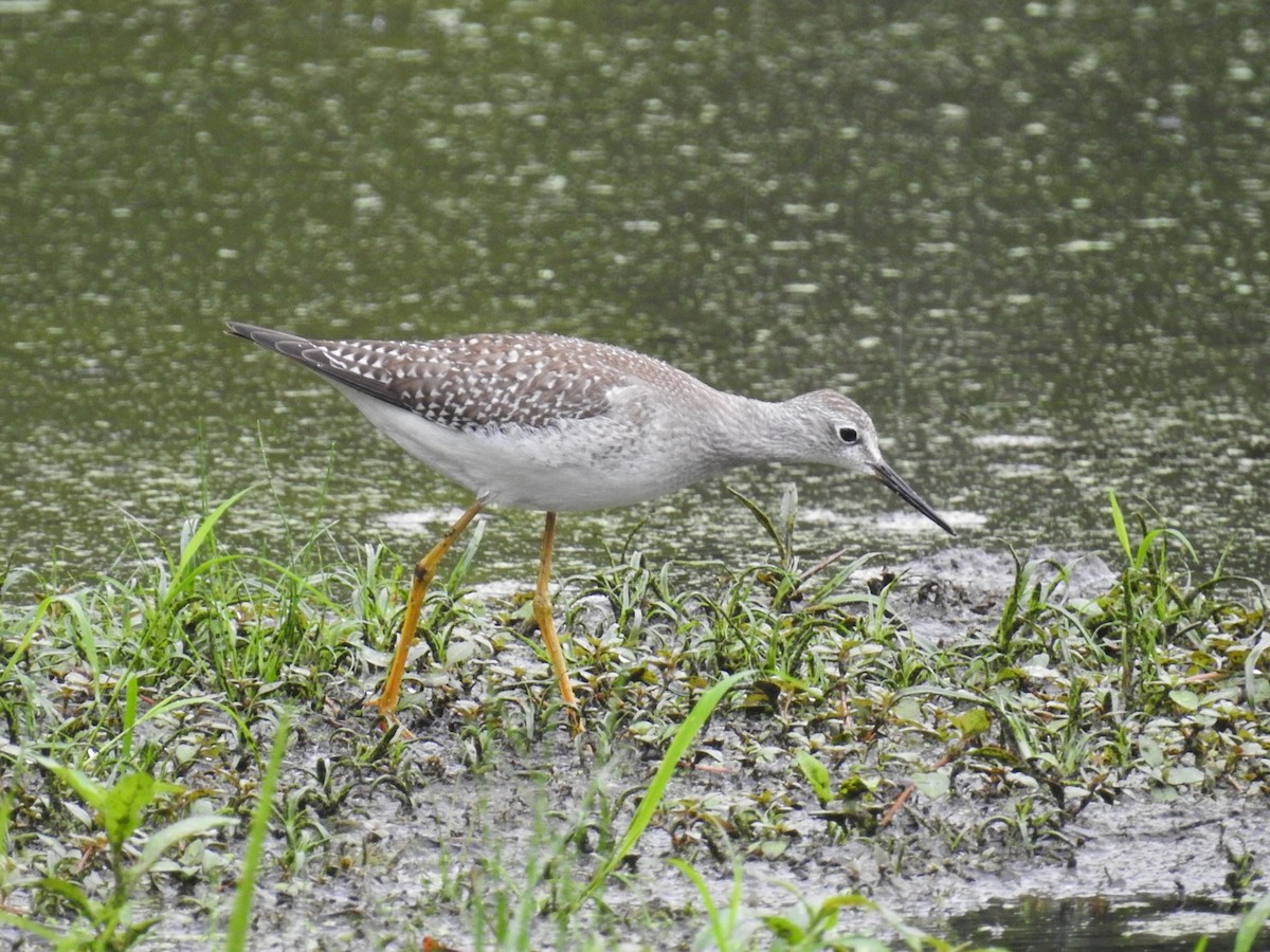 Lesser Yellowlegs - ML482147901