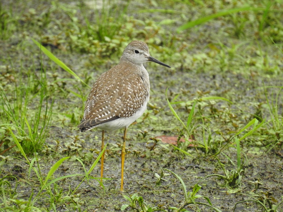 Lesser Yellowlegs - ML482147911