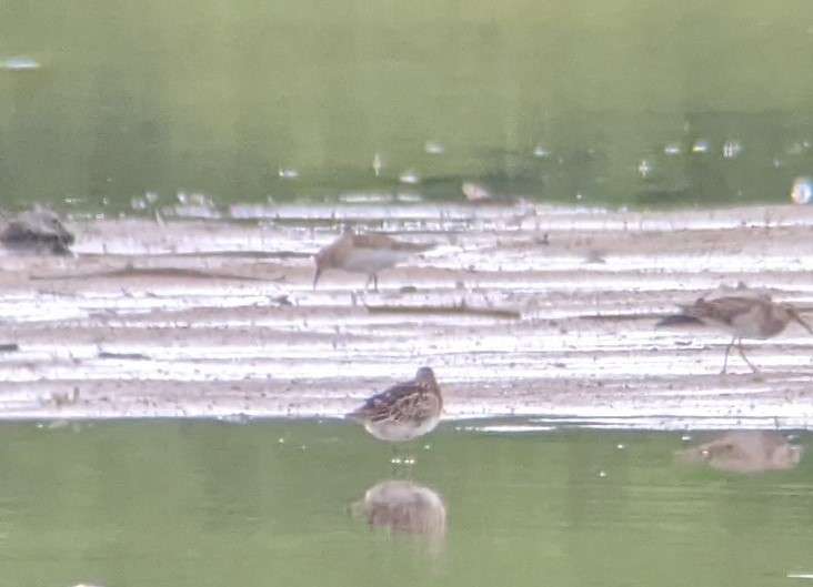 Baird's Sandpiper - ML482148221