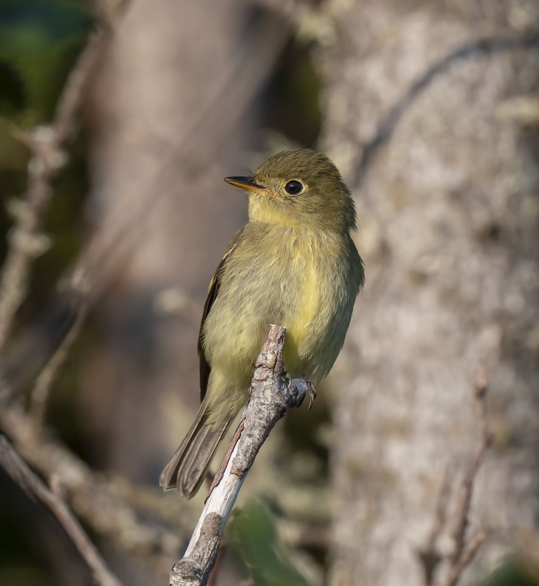 Yellow-bellied Flycatcher - Ronnie d'Entremont