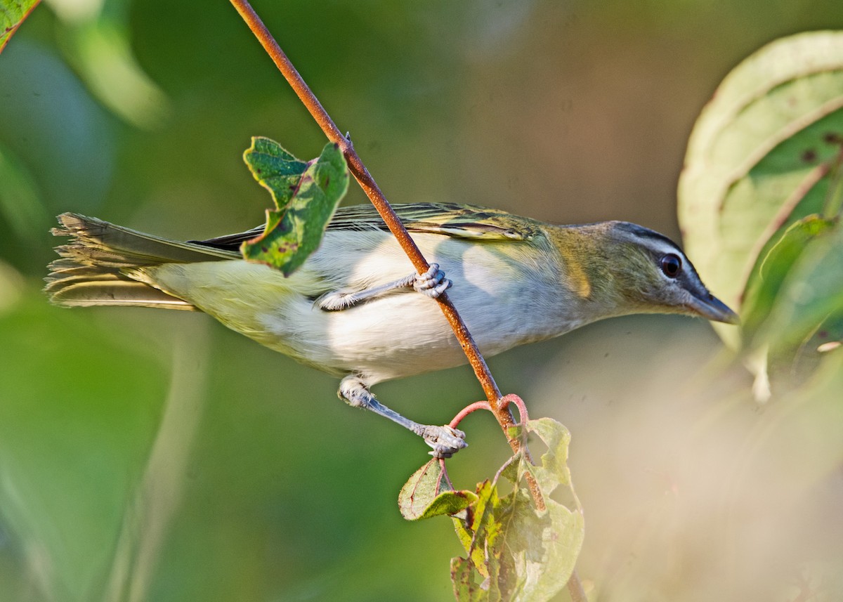 Kızıl Gözlü Vireo - ML482149591