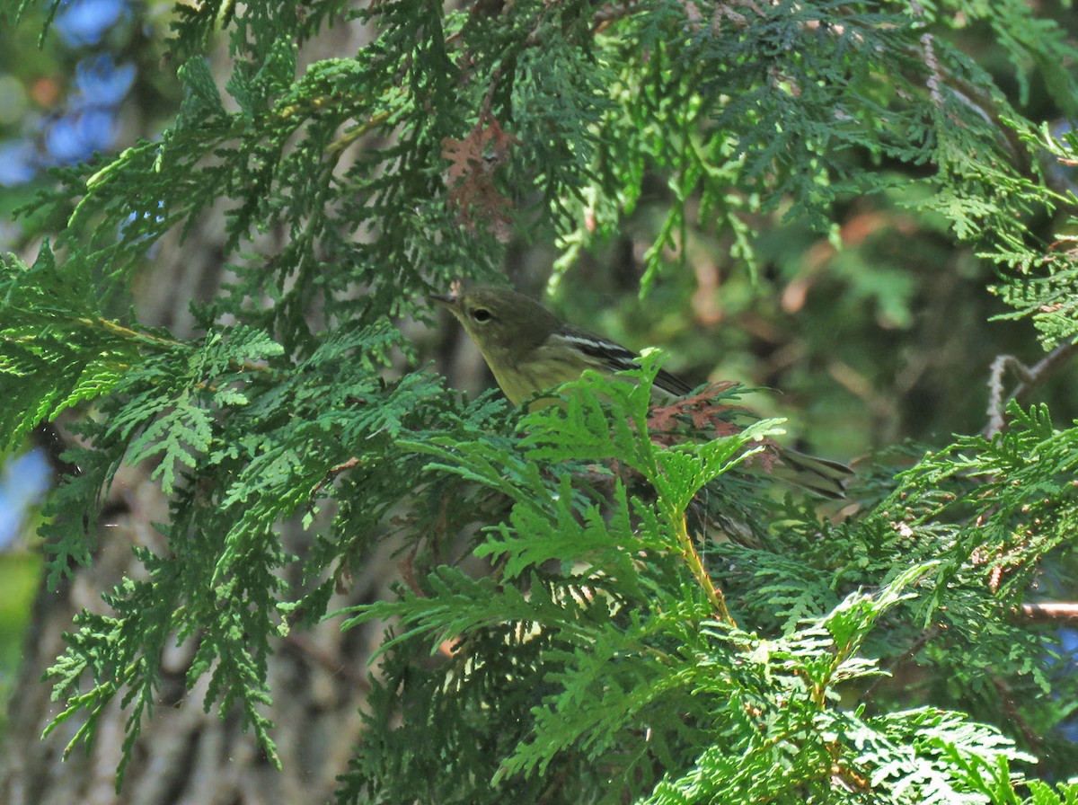 Blackpoll Warbler - ML482151691