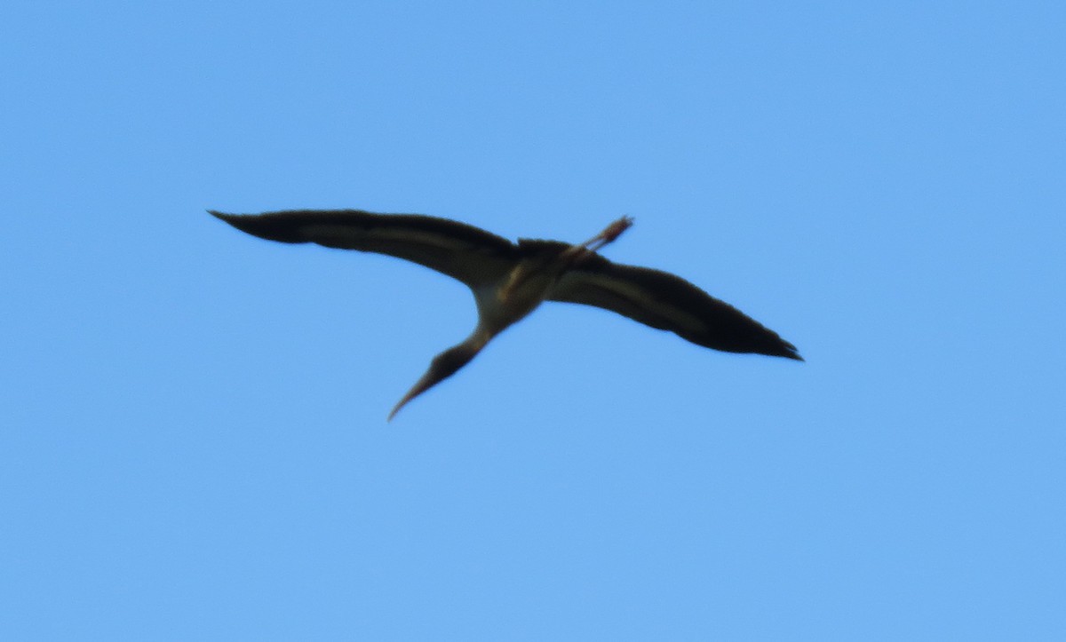 Wood Stork - ML482151781