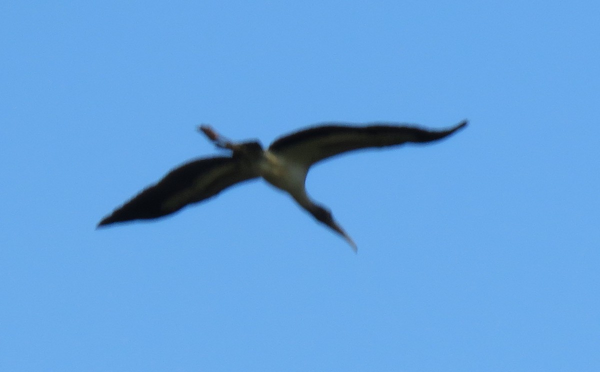 Wood Stork - ML482151791