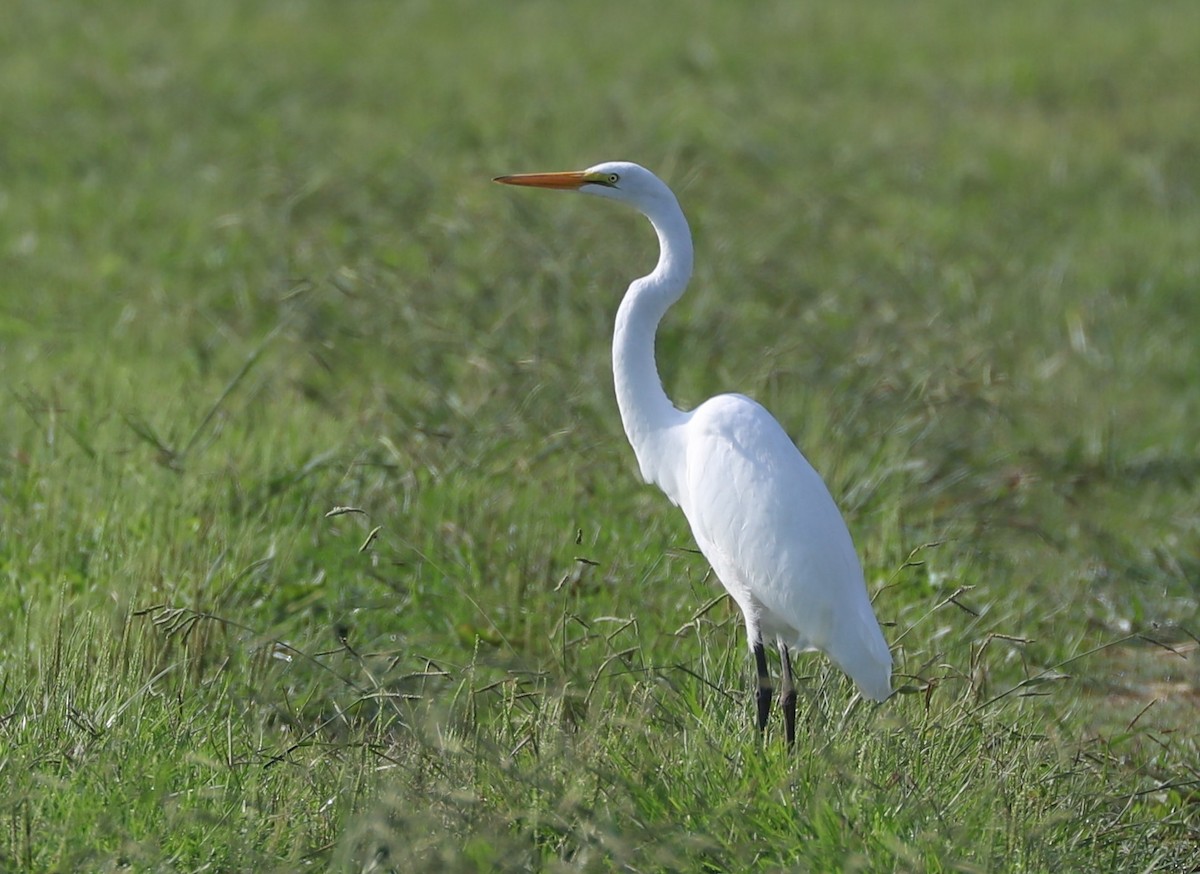 Great Egret - ML482152231