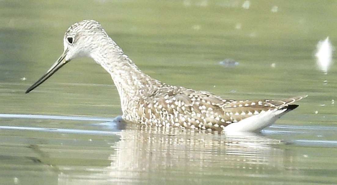 Lesser/Greater Yellowlegs - ML482152301