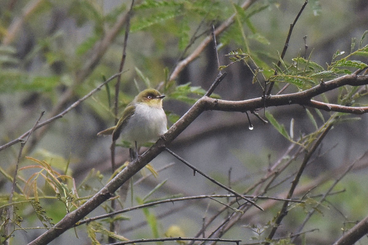 Bay-ringed Tyrannulet - Guilherme  Willrich