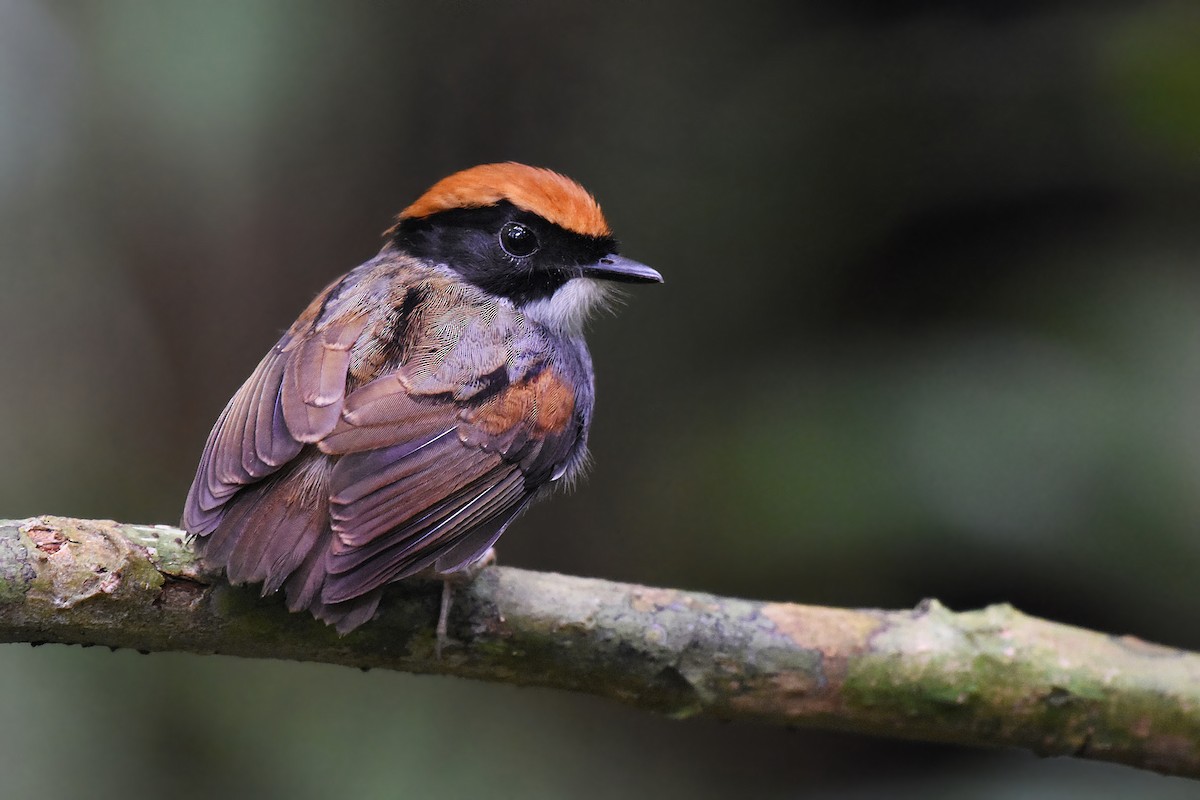 Black-cheeked Gnateater - Guilherme  Willrich