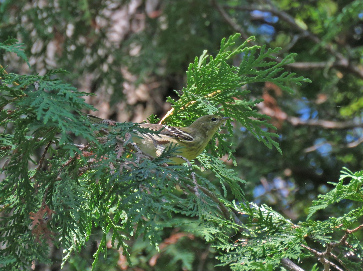 Blackpoll Warbler - ML482152881