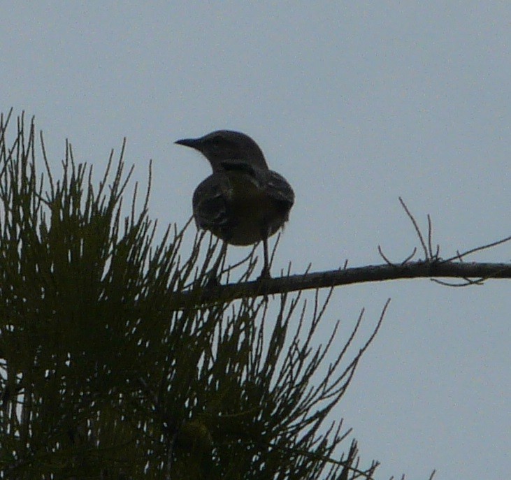 Northern Mockingbird - ML482153231