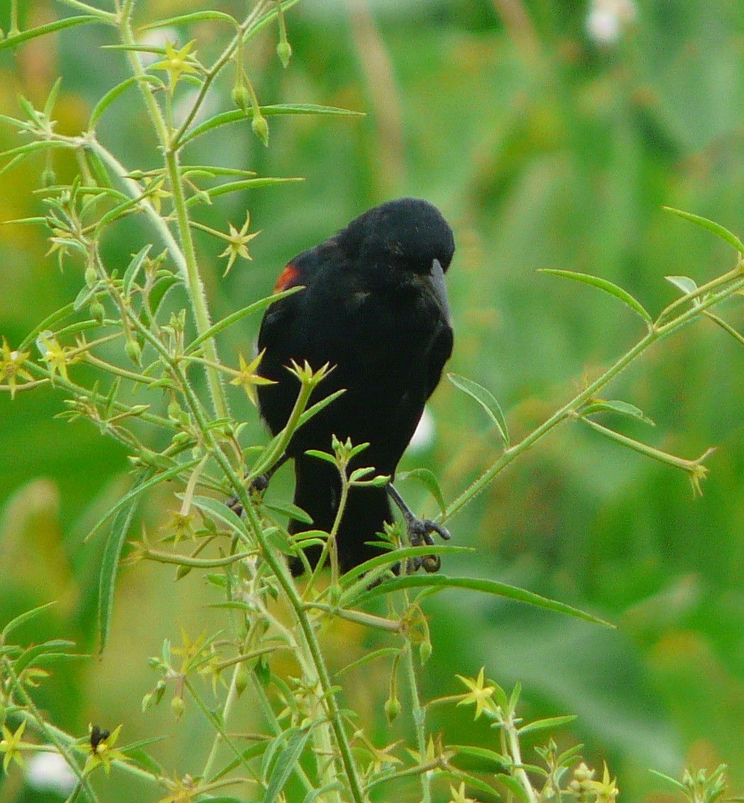 Red-winged Blackbird - ML482153281