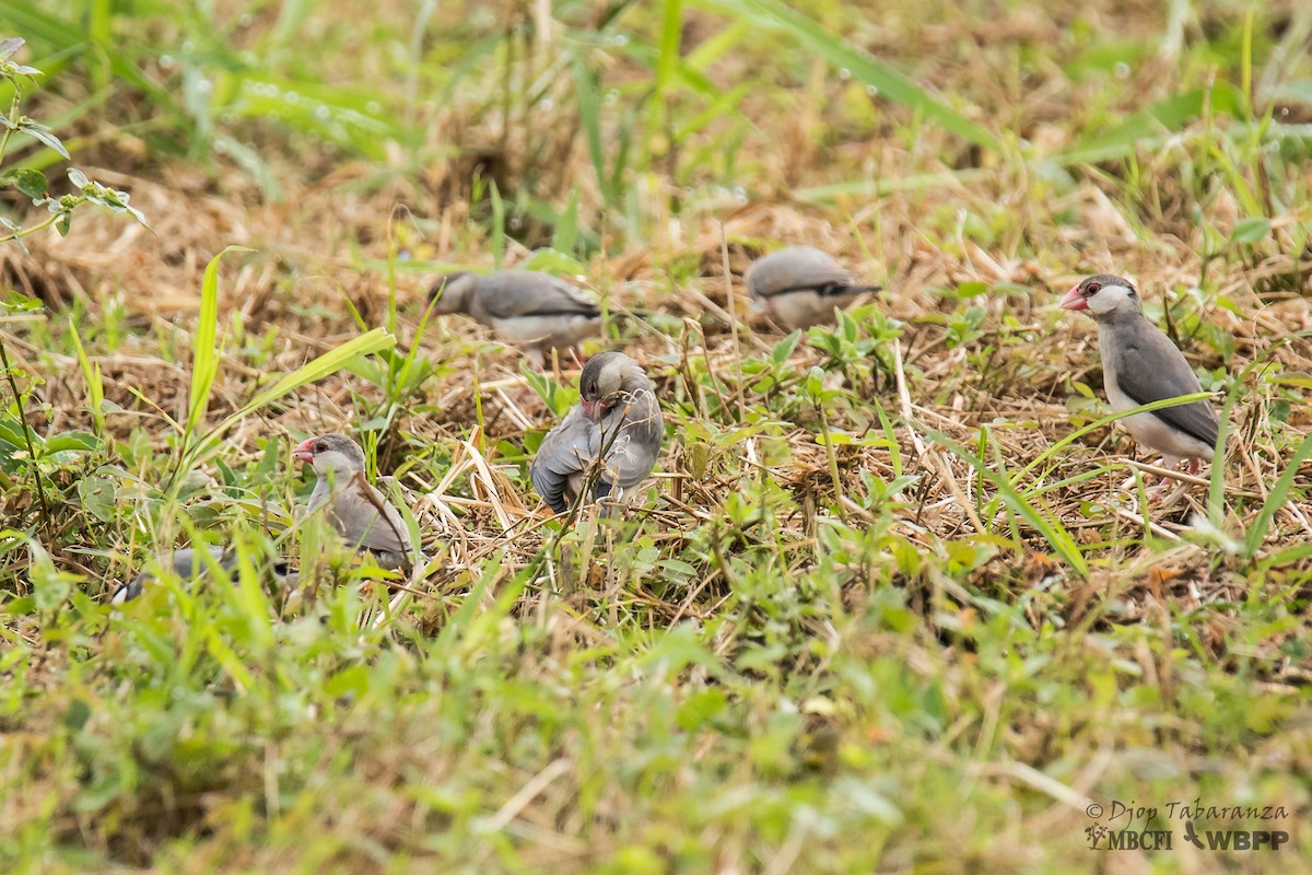 Java Sparrow - ML48215361