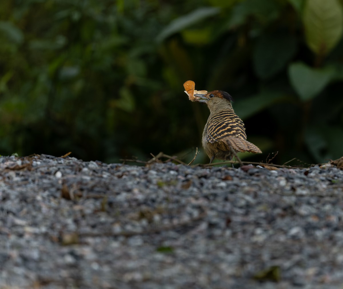 Giant Antshrike - ML482154521