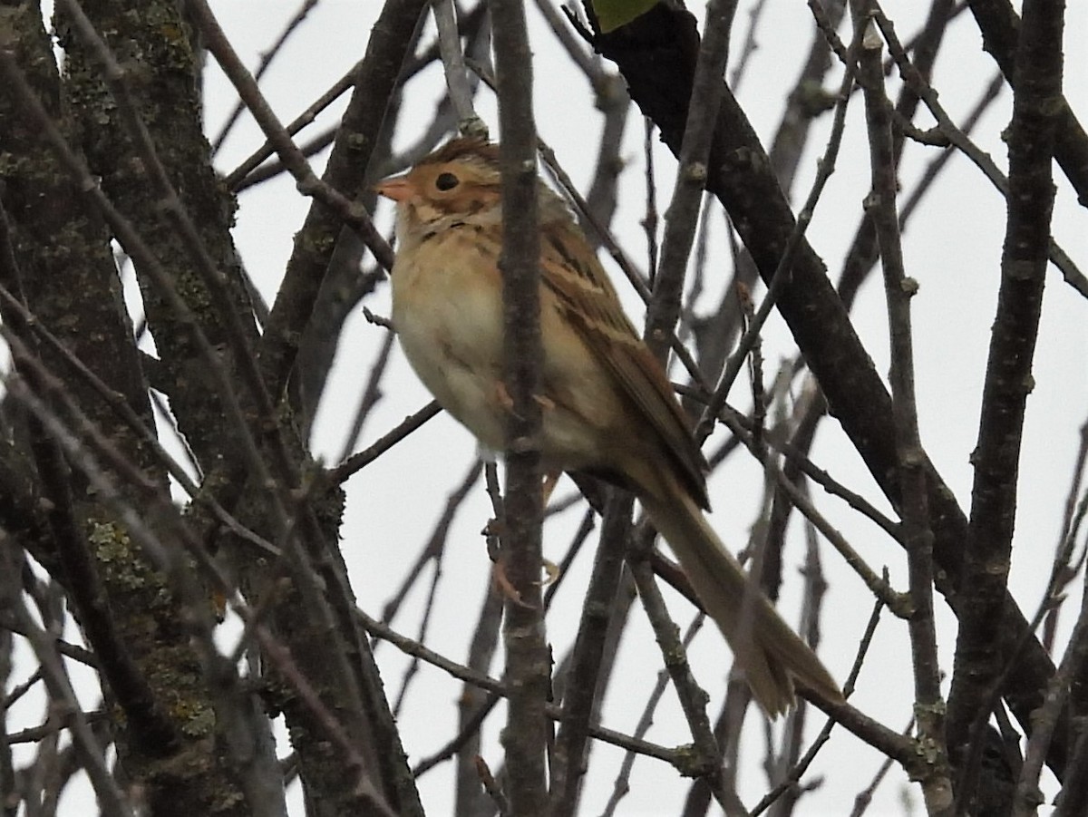 Clay-colored Sparrow - Robert  Whetham