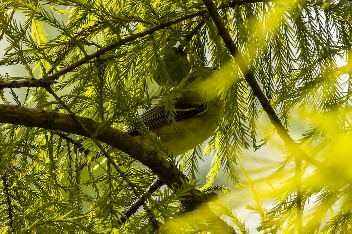 Bell's Vireo - ML482157141