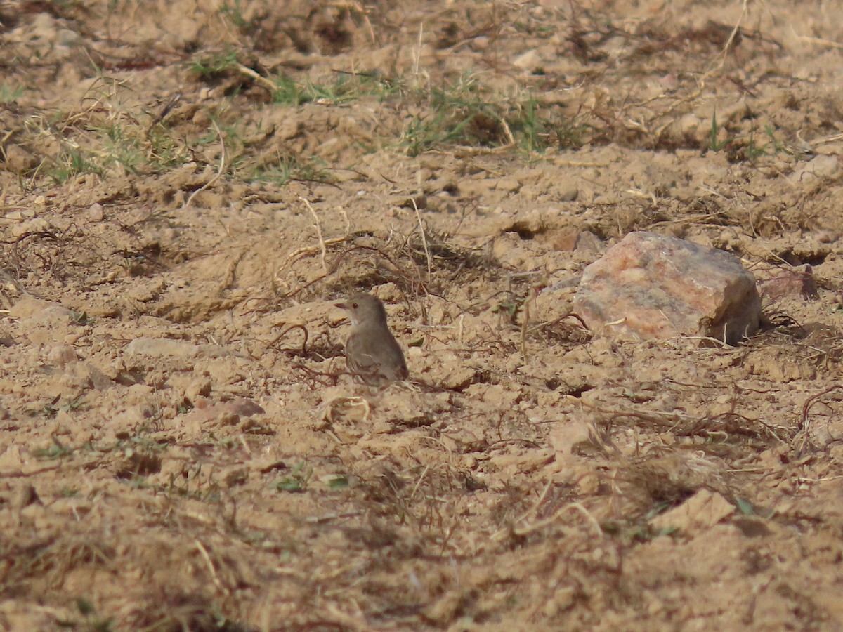 Spotted Flycatcher - ML482157171