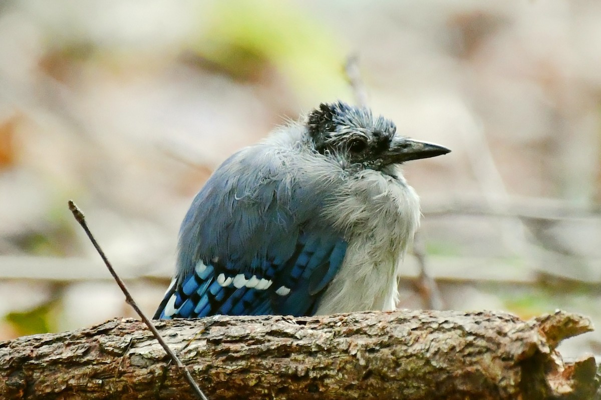 Blue Jay - ML482157211