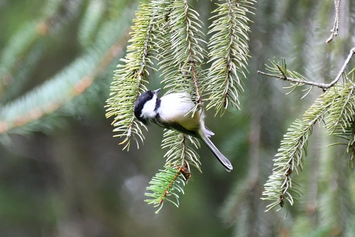 Black-capped Chickadee - Kevin Kelly