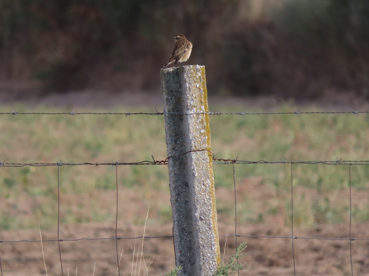 Whinchat - Antonio Monteiro