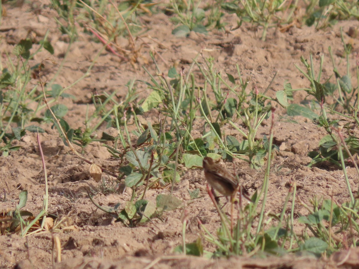 Whinchat - Antonio Monteiro