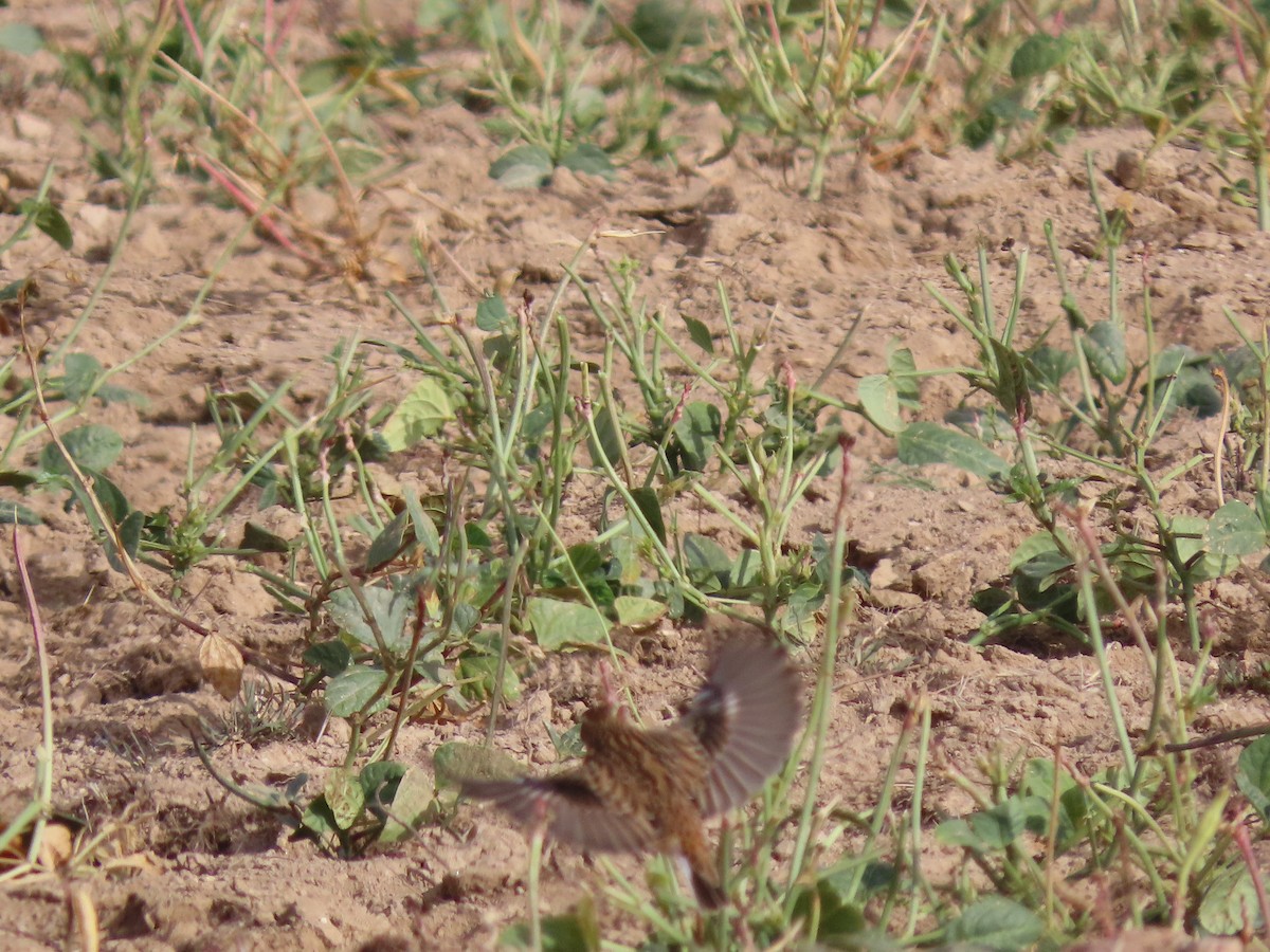 Whinchat - Antonio Monteiro