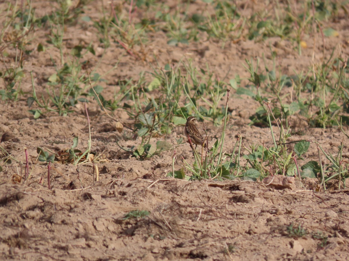 Whinchat - Antonio Monteiro