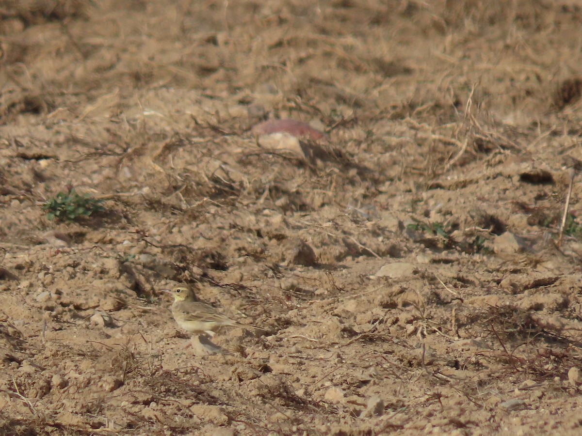 Tawny Pipit - Antonio Monteiro