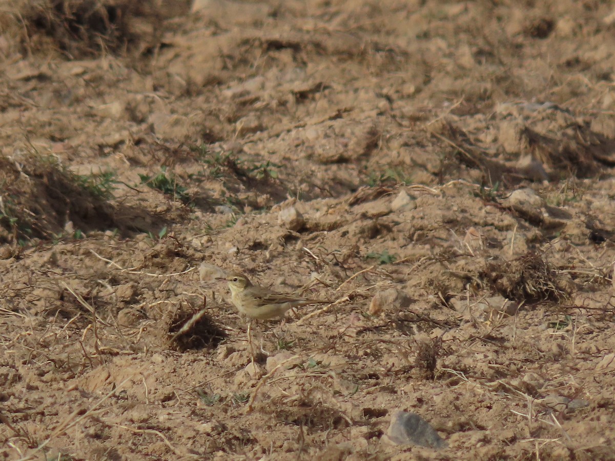 Tawny Pipit - ML482157571