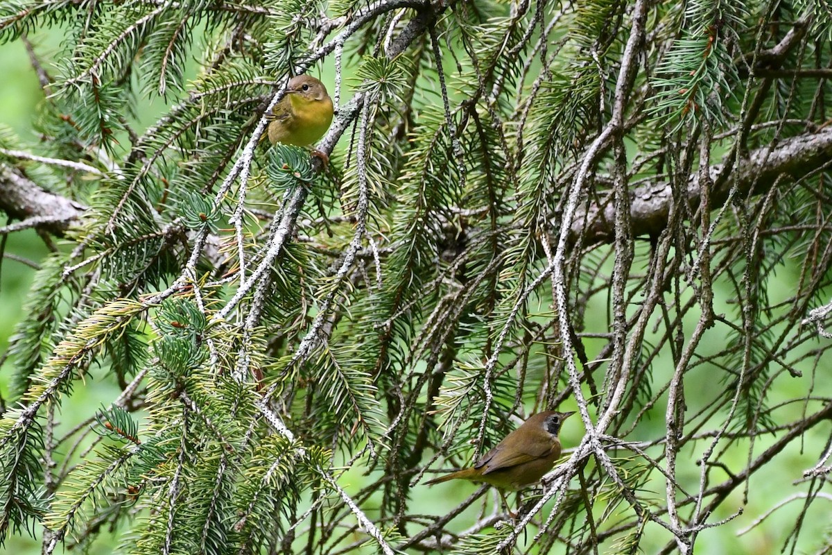 Common Yellowthroat - ML482157581