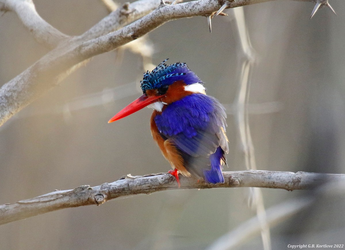 Malachite Kingfisher - ML482157781