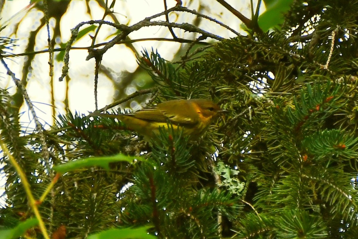 Cape May Warbler - ML482157801