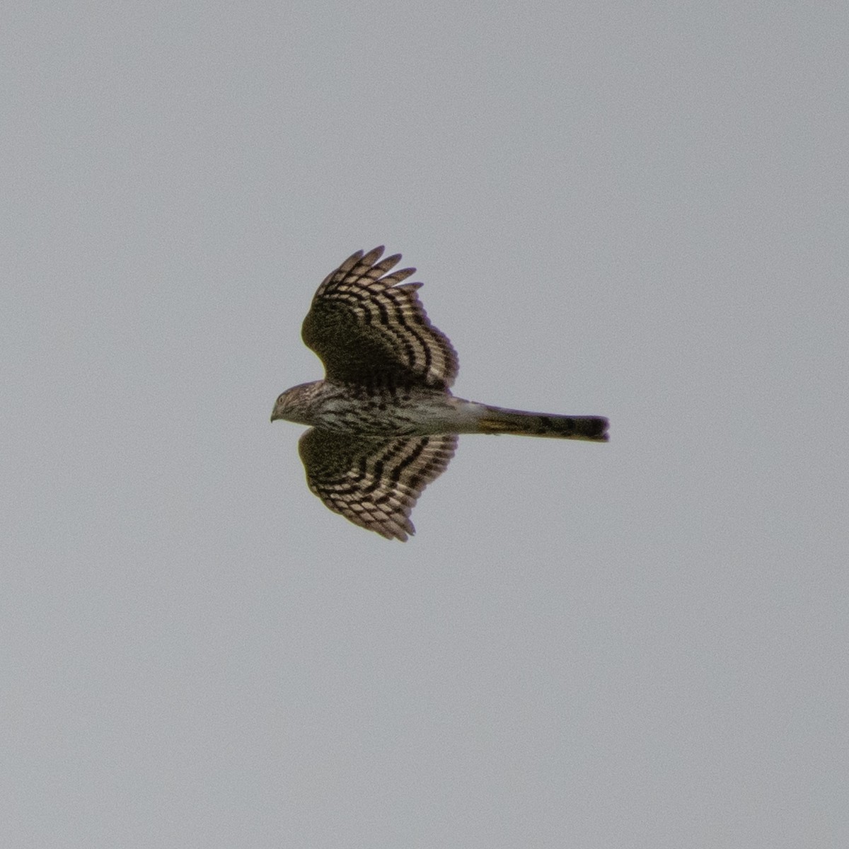 Sharp-shinned Hawk - ML482158811