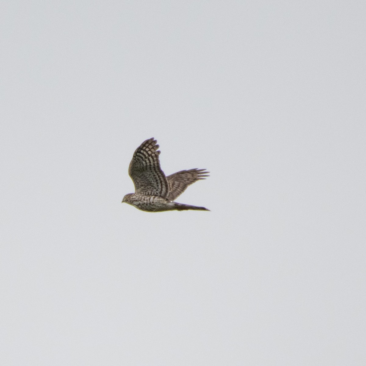 Sharp-shinned Hawk - ML482158881