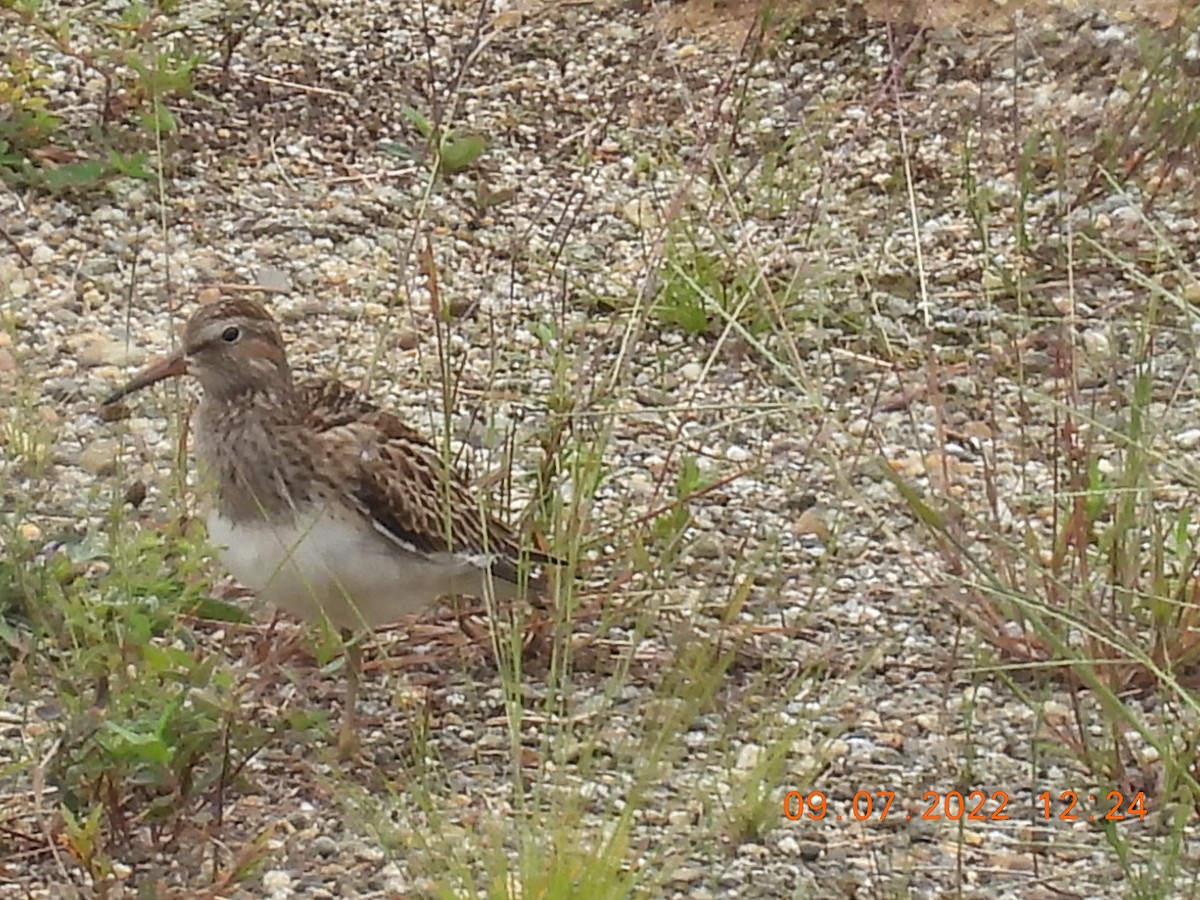 Pectoral Sandpiper - ML482159351