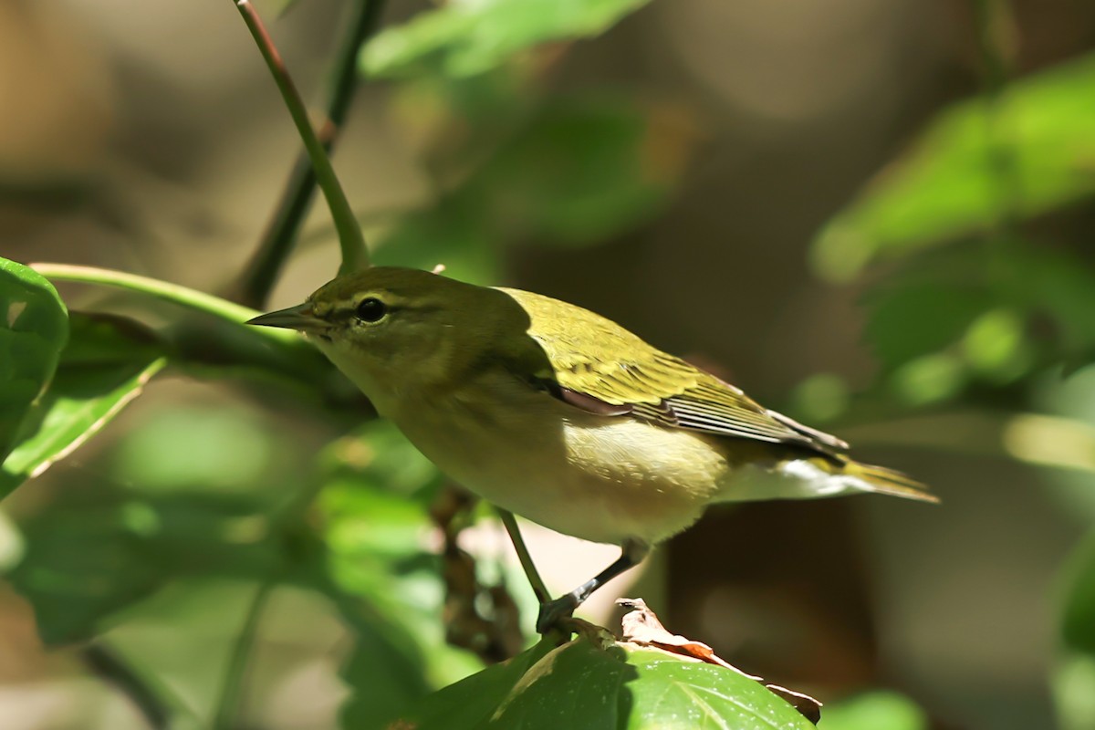 Tennessee Warbler - ML482159531