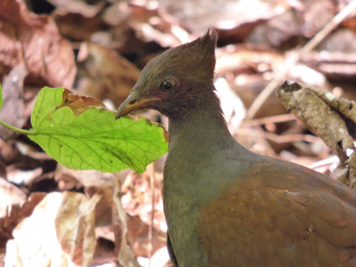 Orange-footed Megapode - Rustom Jamadar