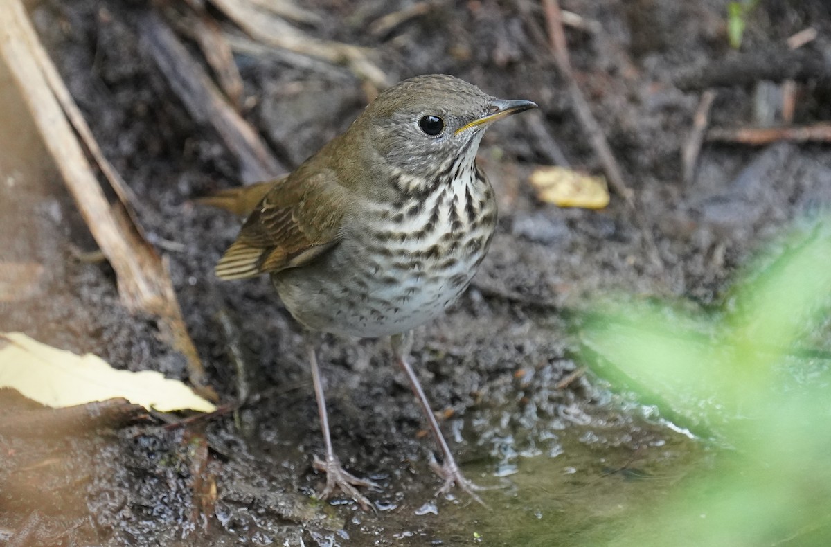 Gray-cheeked Thrush - ML482160191