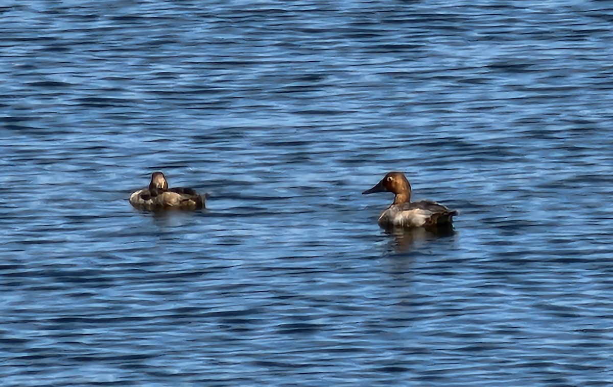 Canvasback - ML482160671