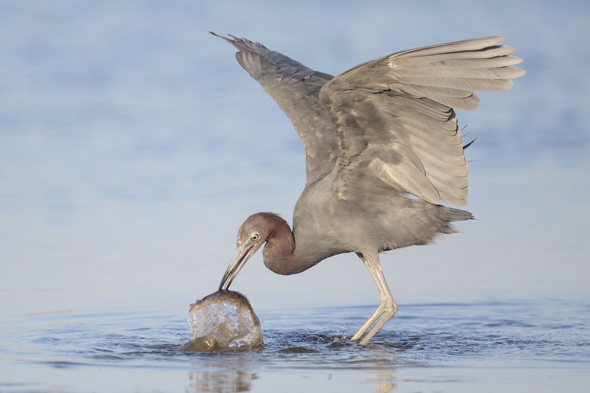 Little Blue Heron - Sharif Uddin