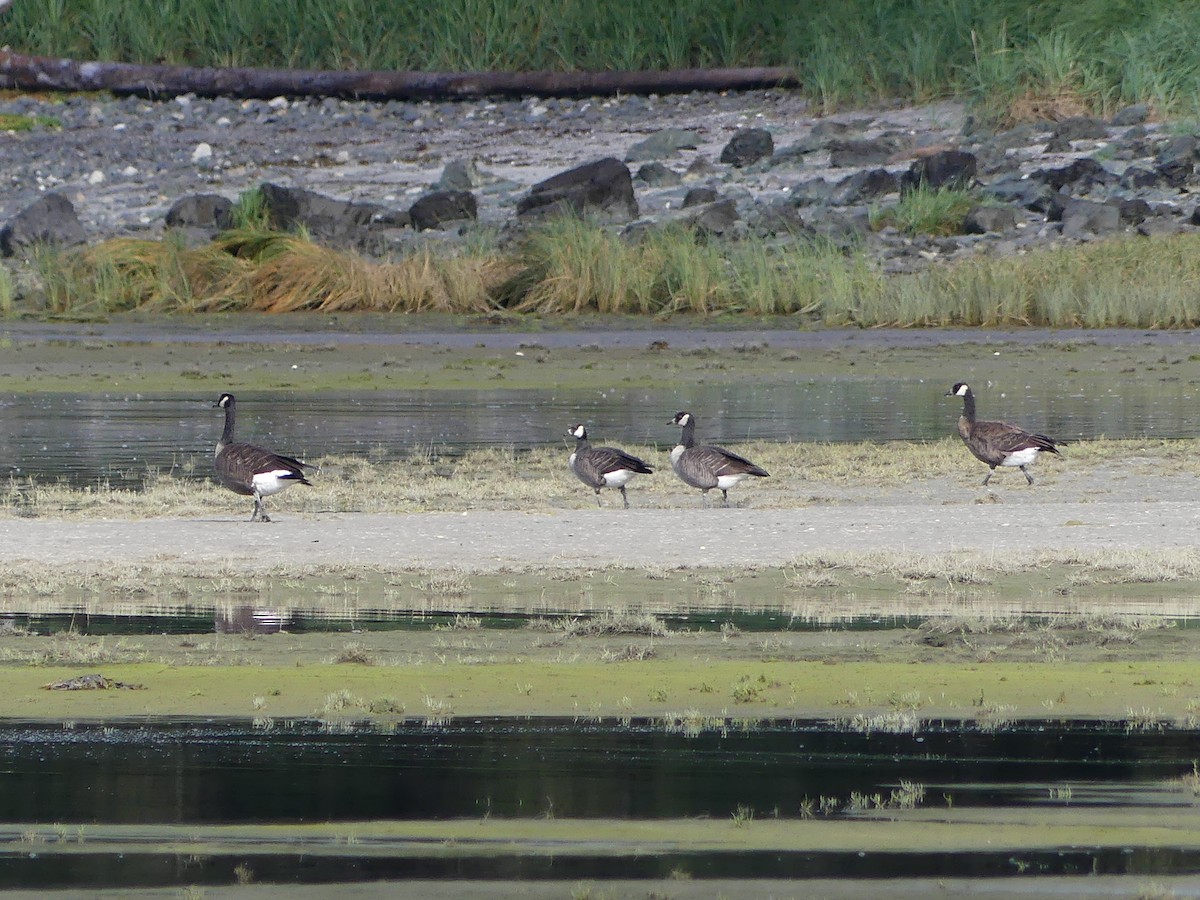 Cackling/Canada Goose - ML482161951