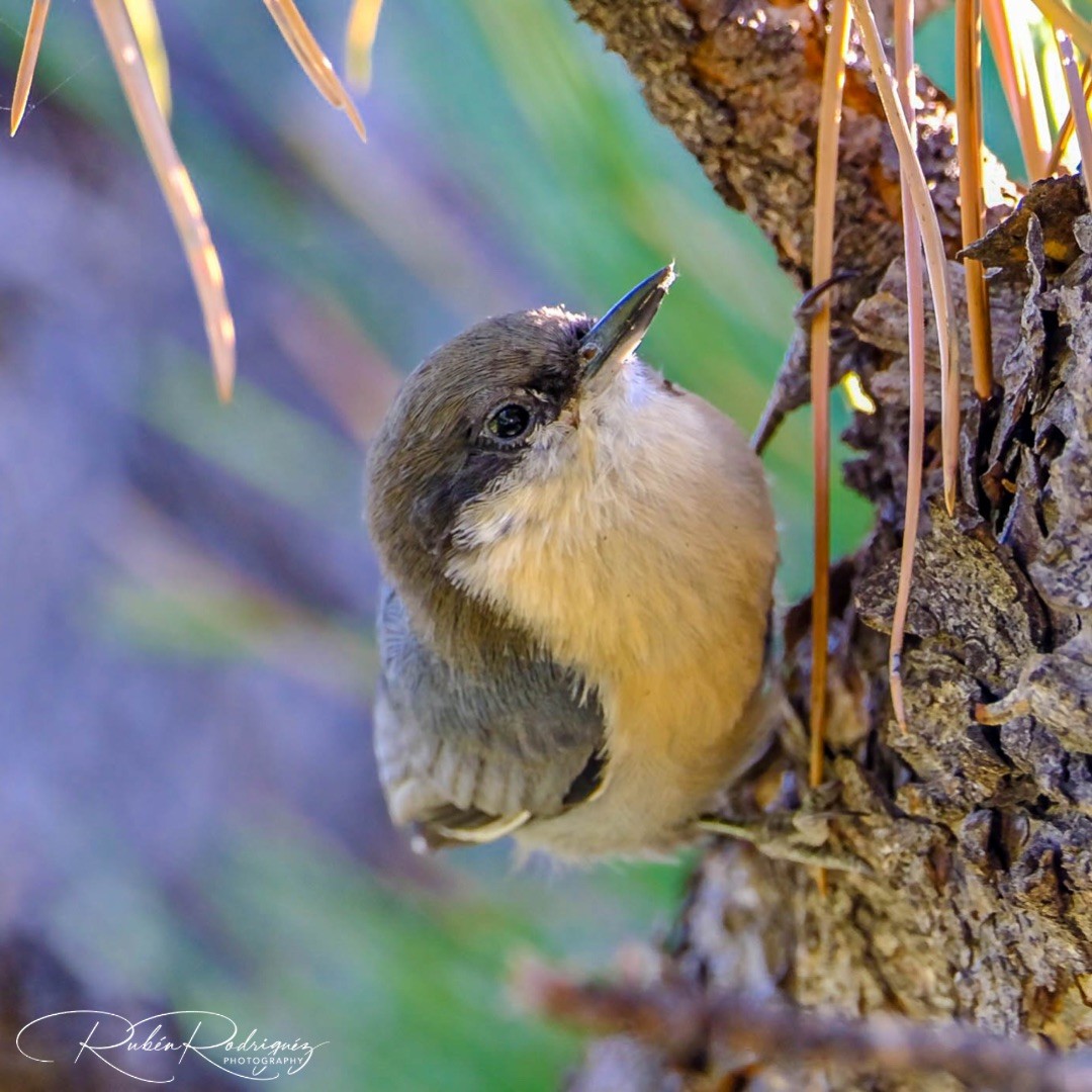 Pygmy Nuthatch - ML482162321