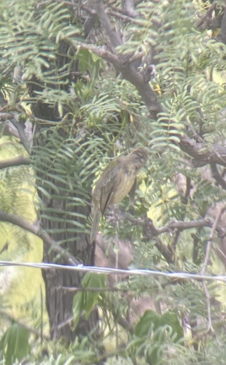 Painted Bunting - ML482163811