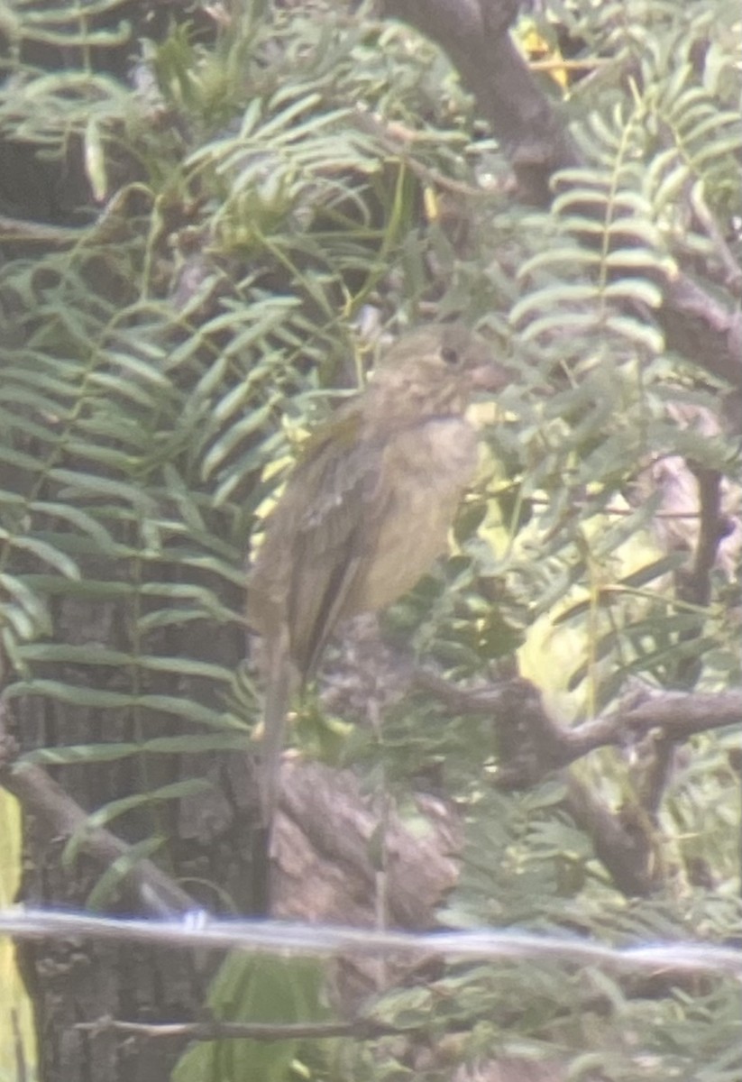 Painted Bunting - ML482163821