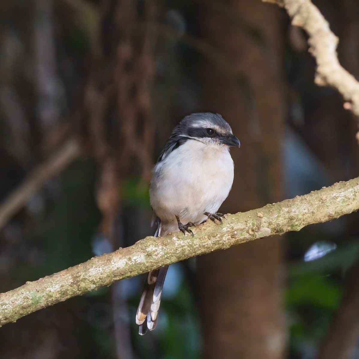 Mackinnon's Shrike - Cris Heins